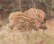 Wildschweinfrischlinge